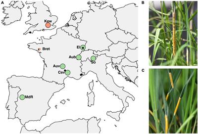 Genetic diversity and population structure of Epichloë fungal pathogens of plants in natural ecosystems